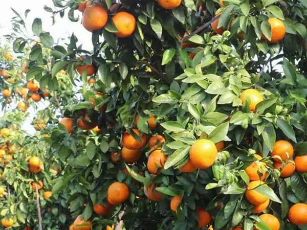 青皮桔油、橙皮--原油精簡(jiǎn)介